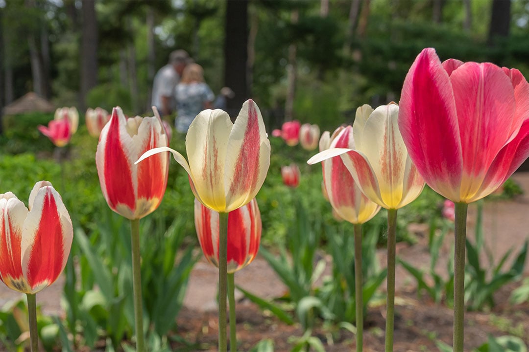 Close-up view of bright pink spring tulips at Munsinger Gardens in St. Cloud, MN